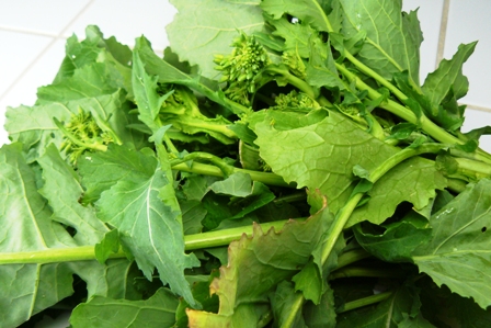 broccoli raab